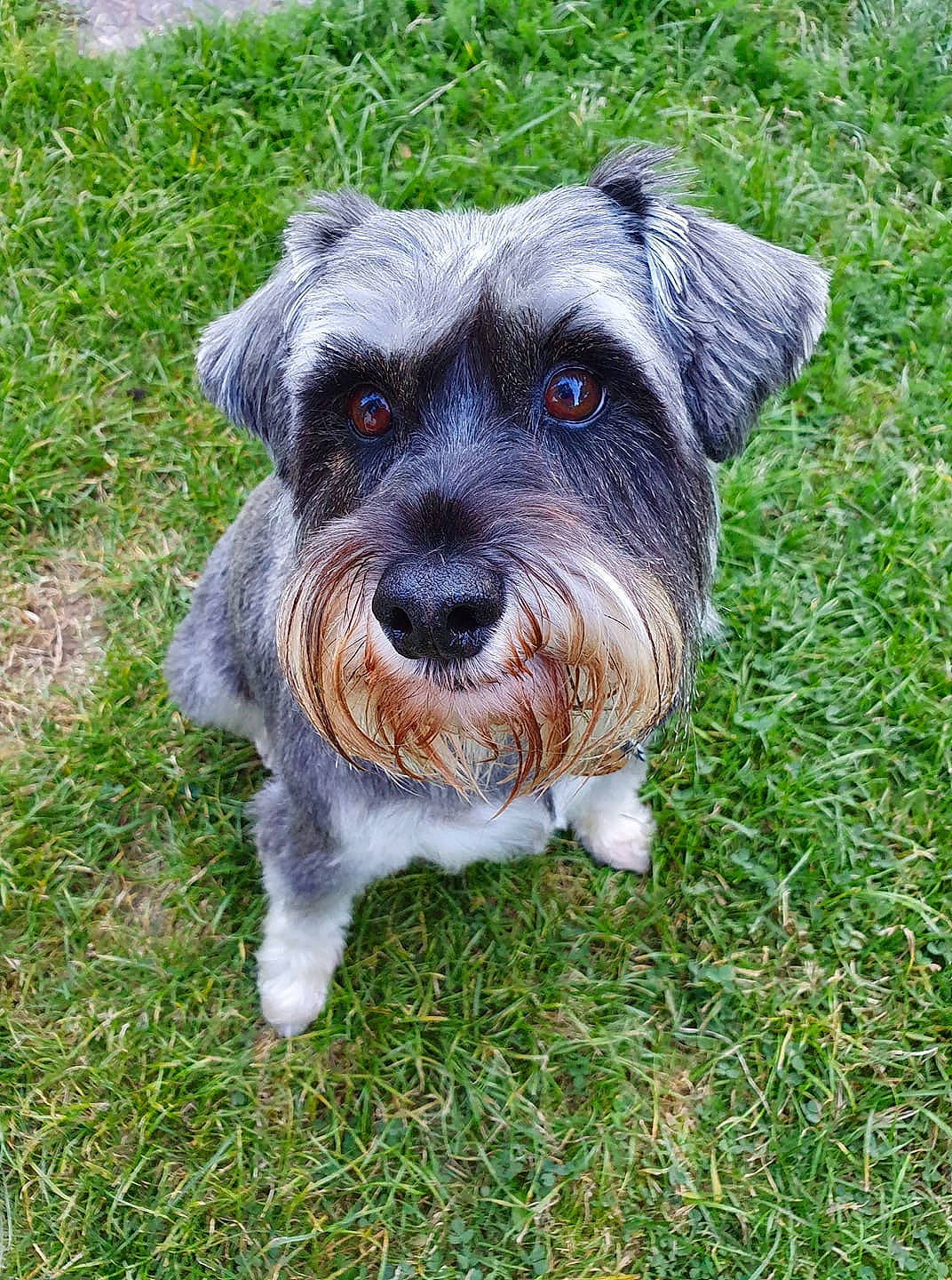 Freddie joined the competition — help win amazing prizes! canidae, carnivore, cesky_terrier, companion_dog, dog, dog_breed, glen_of_imaal_terrier, grass, mammal, miniature_schnauzer, puppy, rare_breed_dog, schnauzer, schnoodle, small_terrier, snout, sporting_group, sporting_lucas_terrier, standard_schnauzer, terrier