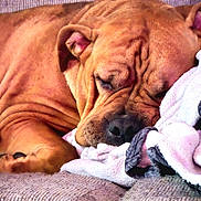 Sissy is registered to the contest to win money with this photo: blanket, brown_dog, close_up, couch, cozy, dog, ear, fur, indoor, muzzle, nap, nose, paw, pet, relaxed, sleeping, snout, soft_fabric, texture, wrinkled_skin