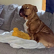 Sissy joined the competition — help win amazing prizes! dog, brown_dog, couch, blanket, plush_toy, indoor, pet, furniture, relaxing, cozy, seated, side_view, living_room, canine, domestic_animal, fur, animal, resting, comfort, home