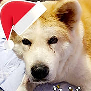 E'Okami Neko-ken a rejoint le concours — aidez-le/la à gagner de superbes lots ! ancient_dog_breeds, canidae, canis, carnivore, collar, companion_dog, dog, dog_breed, fawn, fur, non_sporting_group, pet_supply, siberian_husky, sled_dog, snout, spitz, sporting_group, terrestrial_animal, whiskers, working_animal