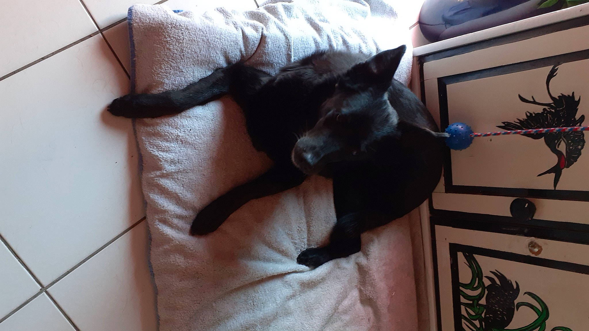 Jessie a rejoint le concours — aidez-le/la à gagner de superbes lots ! black_cat, bombay, canidae, carnivore, cat, comfort, companion_dog, couch, dog_breed, domestic_short_haired_cat, fawn, felidae, fur, grey, nap, room, small_to_medium_sized_cats, sporting_group, tail, whiskers