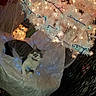 Baby Dasher is registered to the contest to win money with this photo: cat, christmas_decor, christmas_tree, collar, cozy, decoration, festive, holiday, indoor, kitten, lying_down, ornaments, pet, portrait, shimmering_fabric, sitting, snowman, twinkle_lights, white_tree, wide_eyes