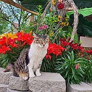 Baby Dasher is registered to the contest to win money with this photo: cat, flower, lily, red_flower, yellow_flower, green_plant, stone, garden, outdoor, twig_sculpture, ladybug_decoration, leaf, pet, animal, nature, plant, colorful, feline, sitting, daylight