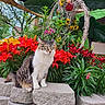 cat, flower, lily, red_flower, yellow_flower, green_plant, stone, garden, outdoor, twig_sculpture, ladybug_decoration, leaf, pet, animal, nature, plant, colorful, feline, sitting, daylight