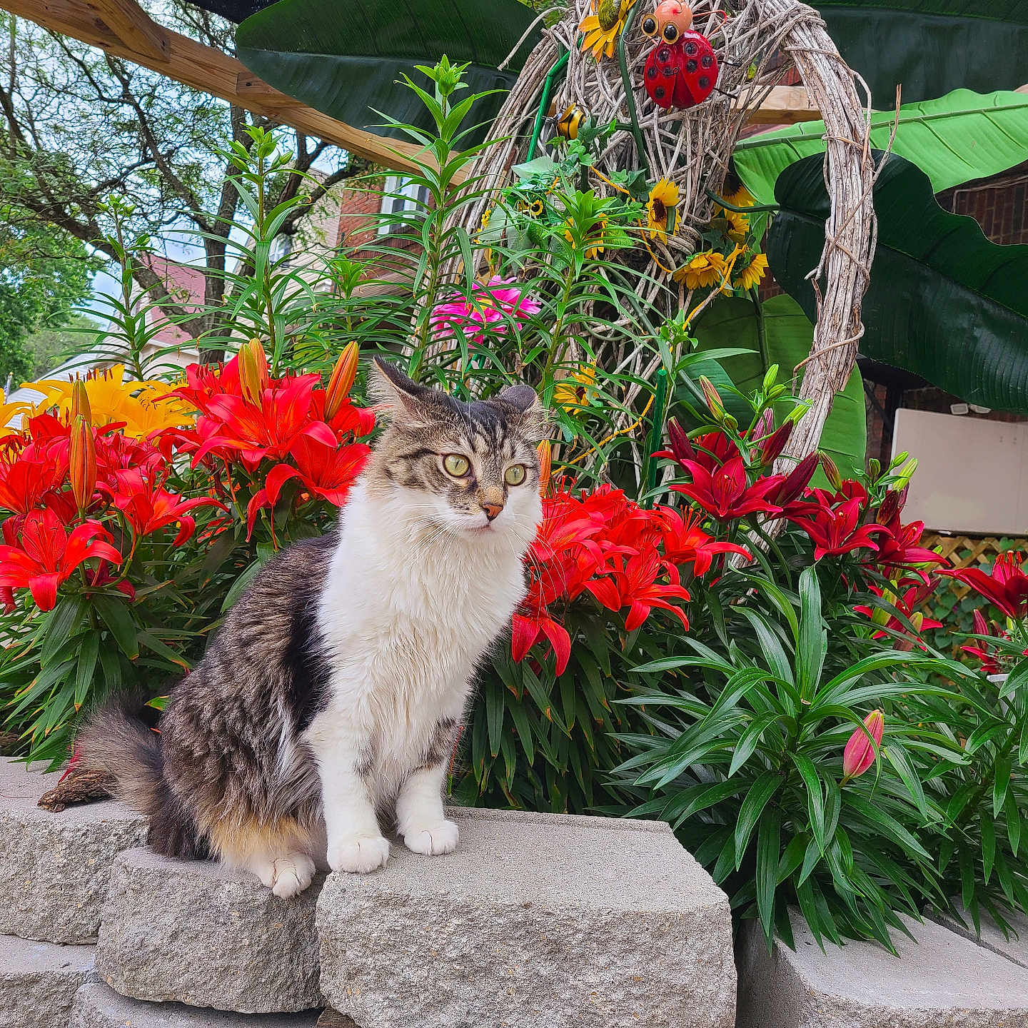 Baby Dasher is registered to the contest to win money with this photo: cat, flower, lily, red_flower, yellow_flower, green_plant, stone, garden, outdoor, twig_sculpture, ladybug_decoration, leaf, pet, animal, nature, plant, colorful, feline, sitting, daylight