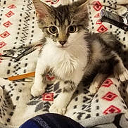 Baby Dasher joined the competition — help win amazing prizes! blanket, cat, close_up, ears, feline, fluffy, gray_and_white, green_eyes, grooming_tools, indoor, kitten, long_hair, patterned_fabric, paws, pet, portrait, scissors, sitting, tabby, whiskers
