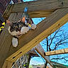 Baby Dasher joined the competition — help win amazing prizes! animal, backyard, beam, blue_sky, cat, curious, ears, face, feline, garden, outdoor, paws, pergola, pet, portrait, sunlight, tree_branches, tuxedo_cat, whiskers, wooden_structure