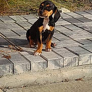 Dottie is registered to the contest to win money with this photo: adorable, animal, black, calm, canine, cute, daylight, dog, grass, nature, outdoor, pavement, pet, puppy, sidewalk, sitting, small, sunlight, tan, young