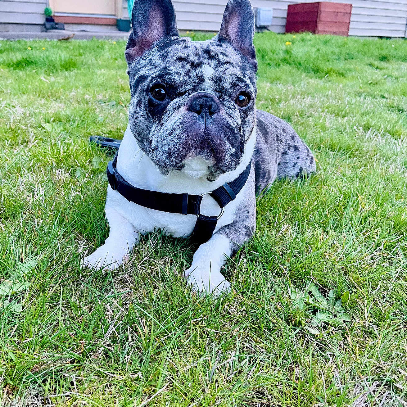 Toby joined the competition — help win amazing prizes! animal, architecture, backyard, building, bulldog, canine, dog, field, frenchbulldog, grass, grassland, lawn, nature, outdoors, pet, plant, puppy, shelter, soil, yard