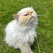 Chipi joined the competition — help win amazing prizes! cat, fluffy, white_cat, grass, outdoor, greenery, pet, animal, sniffing, curious, fur, close_up, nature, daylight, whiskers, paw, hand, lawn, grass_blade, cute