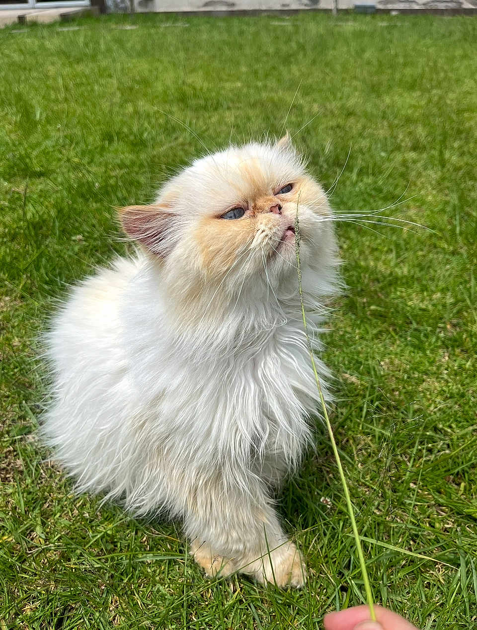 Chipi joined the competition — help win amazing prizes! cat, fluffy, white_cat, grass, outdoor, greenery, pet, animal, sniffing, curious, fur, close_up, nature, daylight, whiskers, paw, hand, lawn, grass_blade, cute