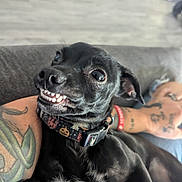 Steven is registered to the contest to win money with this photo: animal, arm, black_dog, closeup, collar, companion, couch, cute, dog, domestic, expression, fur, indoor, pet, pumpkin_pattern, resting, small_dog, smiling, tattoo, teeth