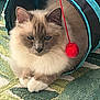 blue_eyes, cat, closeup, ears, feline, fluffy_fur, indoor, longhair_cat, patterned_rug, paws, pet, play_tunnel, portrait, red_ball, relaxed, rug, toy, turquoise, whiskers, white_paws