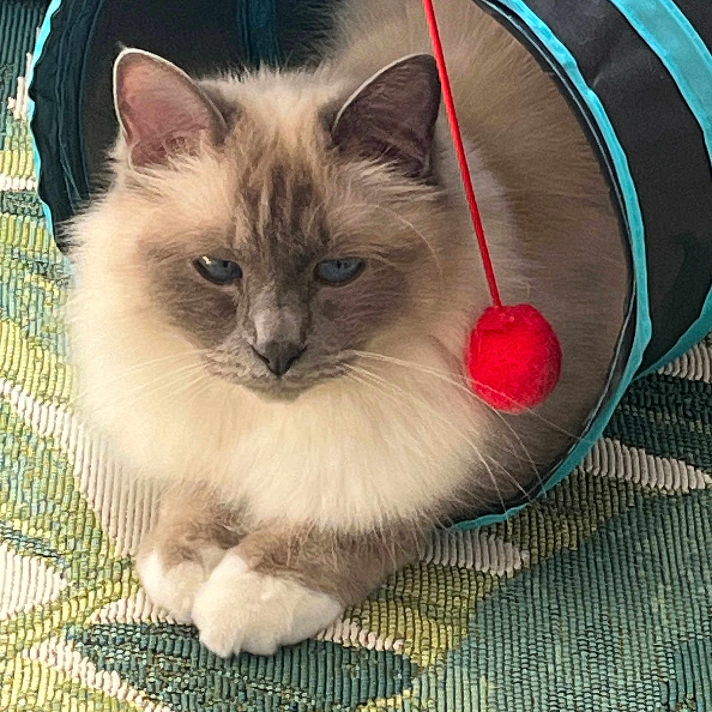 Smoky a rejoint le concours — aidez-le/la à gagner de superbes lots ! blue_eyes, cat, closeup, ears, feline, fluffy_fur, indoor, longhair_cat, patterned_rug, paws, pet, play_tunnel, portrait, red_ball, relaxed, rug, toy, turquoise, whiskers, white_paws