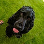 adorable, animal, black_dog, bone, canine, companion, cute, dog, friendly, fur, grass, lawn, looking_up, mammal, outdoor, pet, playful, sitting, tongue, tongue_out