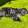 Popeye a rejoint le concours — aidez-le/la à gagner de superbes lots ! animal, black_dog, canine, curly_fur, daytime, dog, fur, grass, lying_down, nature, outdoor, paw, peaceful, pet, quiet, relaxing, shadow, sleeping, summer, sunlight