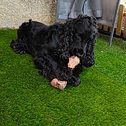 Popeye a rejoint le concours — aidez-le/la à gagner de superbes lots ! animal, artificial_grass, black_dog, bone, canine, chewing, curly_fur, curtain, daylight, dog, fenced_area, furniture, grass, lying_down, outdoor, pet, playful, relaxing, resting, wall