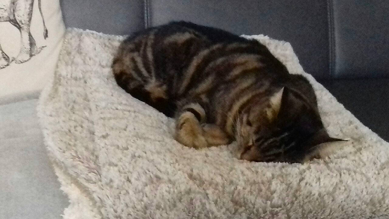 Isis participe au concours pour gagner de l'argent avec cette photo : carnivore, cat, comfort, dog_breed, domestic_short_haired_cat, fawn, felidae, fur, nap, small_to_medium_sized_cats, snout, sporting_group, tail, terrestrial_animal, whiskers