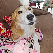 Eros participe au concours pour gagner de l'argent avec cette photo : dog, couch, blanket, plush_toy, pink_toy, indoor, pet, brown_couch, patterned_blanket, chair, table, tablecloth, living_room, closeup, canine, fur, domestic_animal, cute, resting, toy