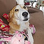 dog, couch, blanket, plush_toy, pink_toy, indoor, pet, brown_couch, patterned_blanket, chair, table, tablecloth, living_room, closeup, canine, fur, domestic_animal, cute, resting, toy