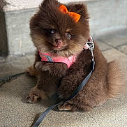 Gucci is registered to the contest to win money with this photo: puppy, dog, brown_fur, fluffy, orange_bow, pink_harness, leash, pet, cute, sitting, outdoor, concrete_floor, closeup, small_dog, adorable, animal, domestic, companion, young_dog, curious