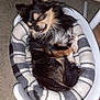 animal, bed, black_fur, carpet, cozy, curled_up, cute, dog, domestic_animal, furry, indoor, long_hair, pet, pet_bed, relaxed, resting, sleeping, small_dog, tan_fur, tongue_out