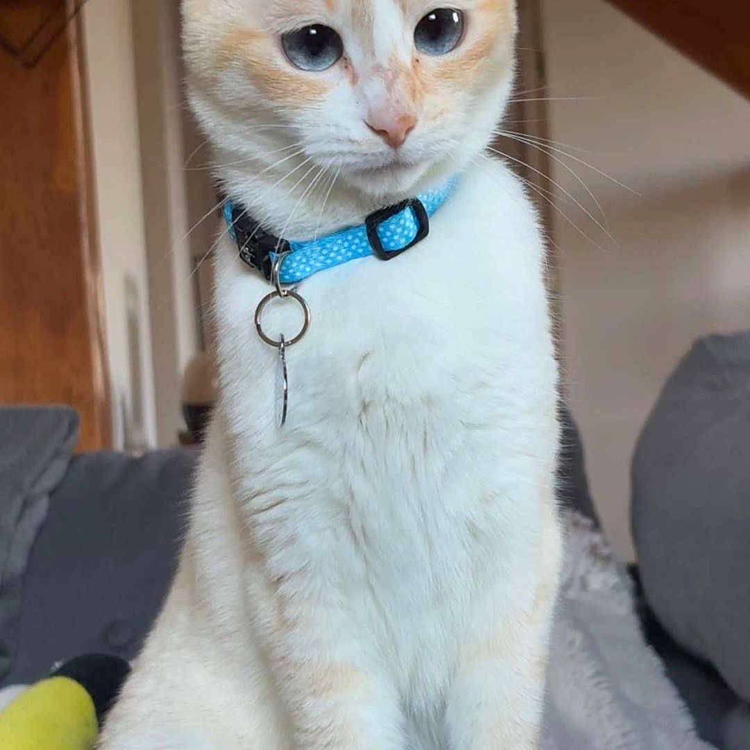 Zora