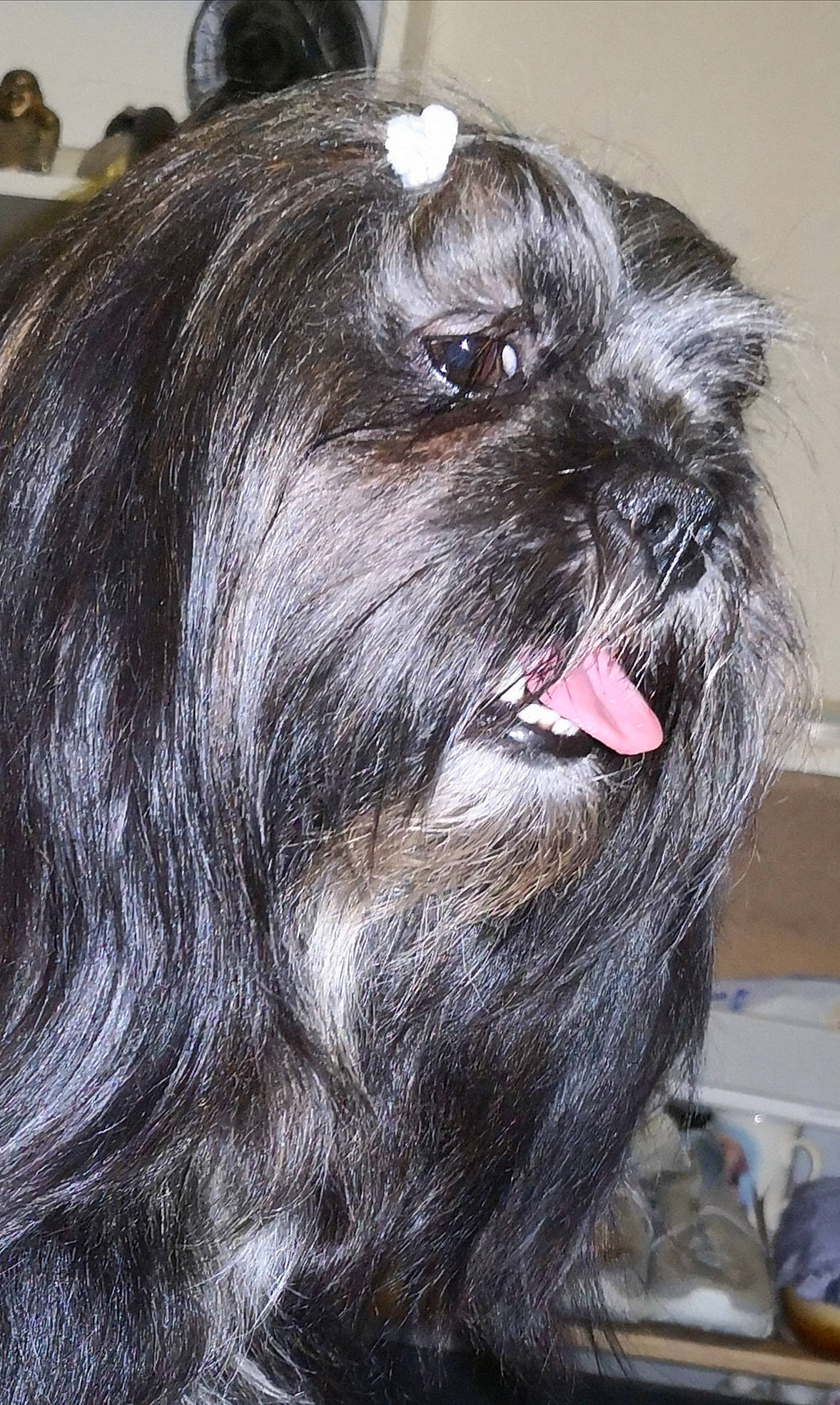 Pema a rejoint le concours — aidez-le/la à gagner de superbes lots ! biting, canidae, carnivore, companion_dog, dog, dog_breed, ear, eye, fang, fur, head, human_body, liver, snout, sporting_group, terrestrial_animal, tongue, toy_dog, whiskers, working_animal