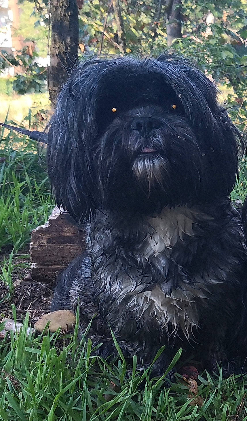 Pema participe au concours pour gagner de l'argent avec cette photo : canidae, carnivore, companion_dog, dog, dog_breed, fur, grass, liver, maltepoo, non_sporting_group, plant, poodle_crossbreed, small_terrier, snout, sporting_group, terrier, toy_dog, tree, water_dog, working_animal