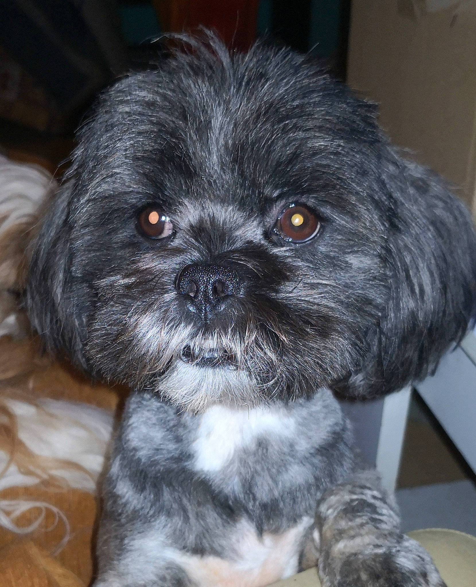 Pema a rejoint le concours — aidez-le/la à gagner de superbes lots ! canidae, carnivore, companion_dog, dog, dog_breed, eye, fawn, fur, head, liver, maltepoo, non_sporting_group, pekapoo, puppy, snout, sporting_group, terrestrial_animal, toy_dog, whiskers, working_animal