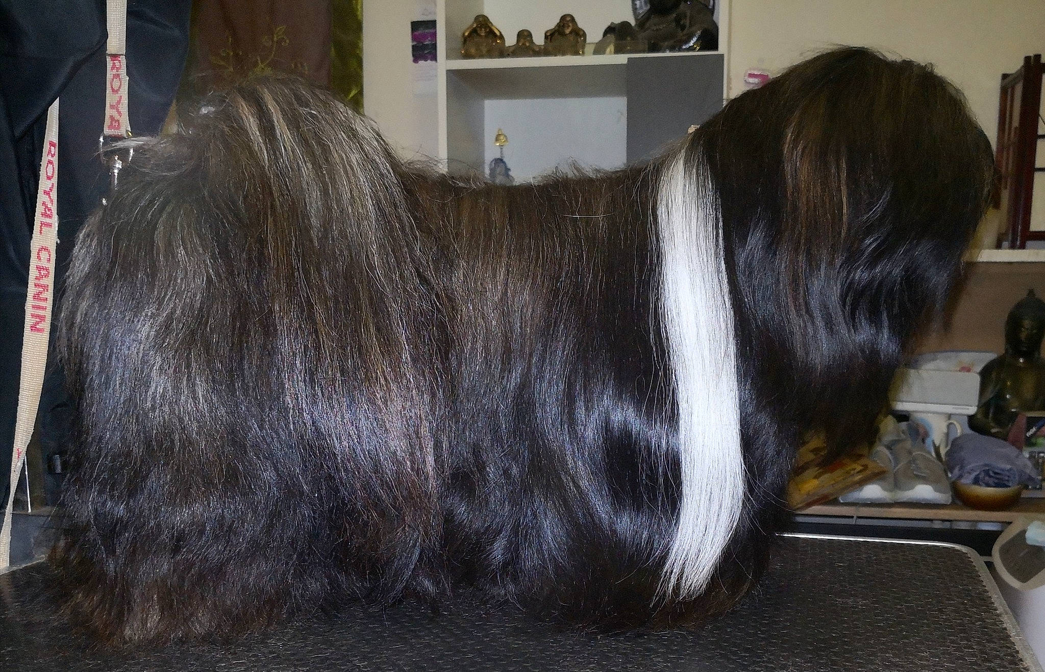 Pema participe au concours pour gagner de l'argent avec cette photo : carnivore, collar, companion_dog, dog, dog_breed, fashion_accessory, flooring, foot, fur, giant_dog_breed, liver, shelf, sporting_group, tableware, tail, terrestrial_animal, terrier, whiskers, wool, working_animal