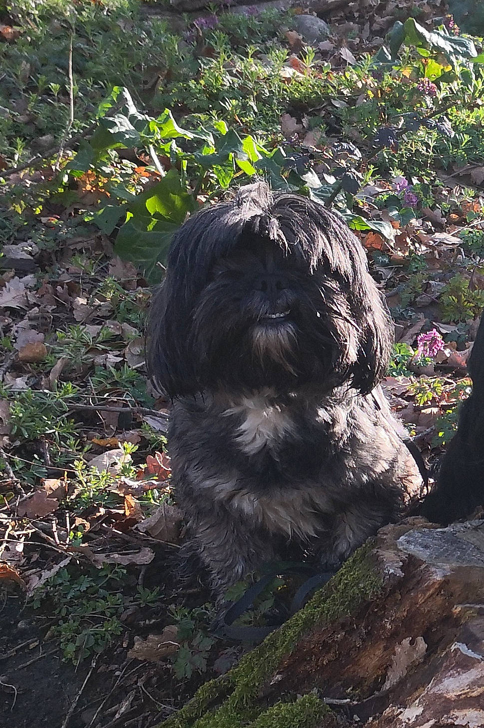 R'Pema participe au concours pour gagner de l'argent avec cette photo : canidae, carnivore, catalan_sheepdog, cockapoo, companion_dog, dog, dog_breed, fur, garden, grass, labradoodle, plant, poodle_crossbreed, small_terrier, soil, sporting_group, tail, terrier, toy_dog, water_dog