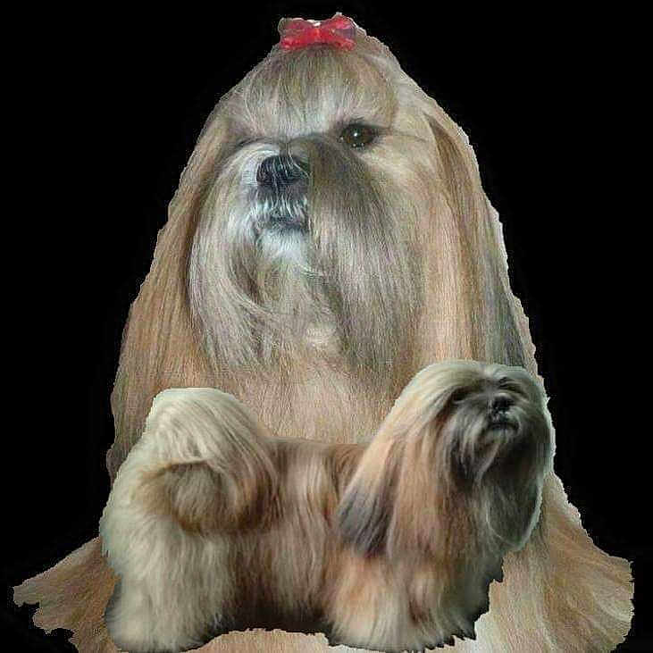 Abba