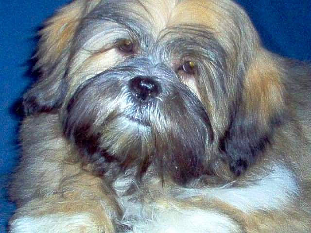 Abba participe au concours pour gagner de l'argent avec cette photo : biewer_terrier, canidae, carnivore, companion_dog, dog, dog_breed, fur, liver, maltepoo, non_sporting_group, puppy, shih_poo, shih_tzu, small_terrier, snout, sporting_group, terrestrial_animal, terrier, toy_dog, working_animal