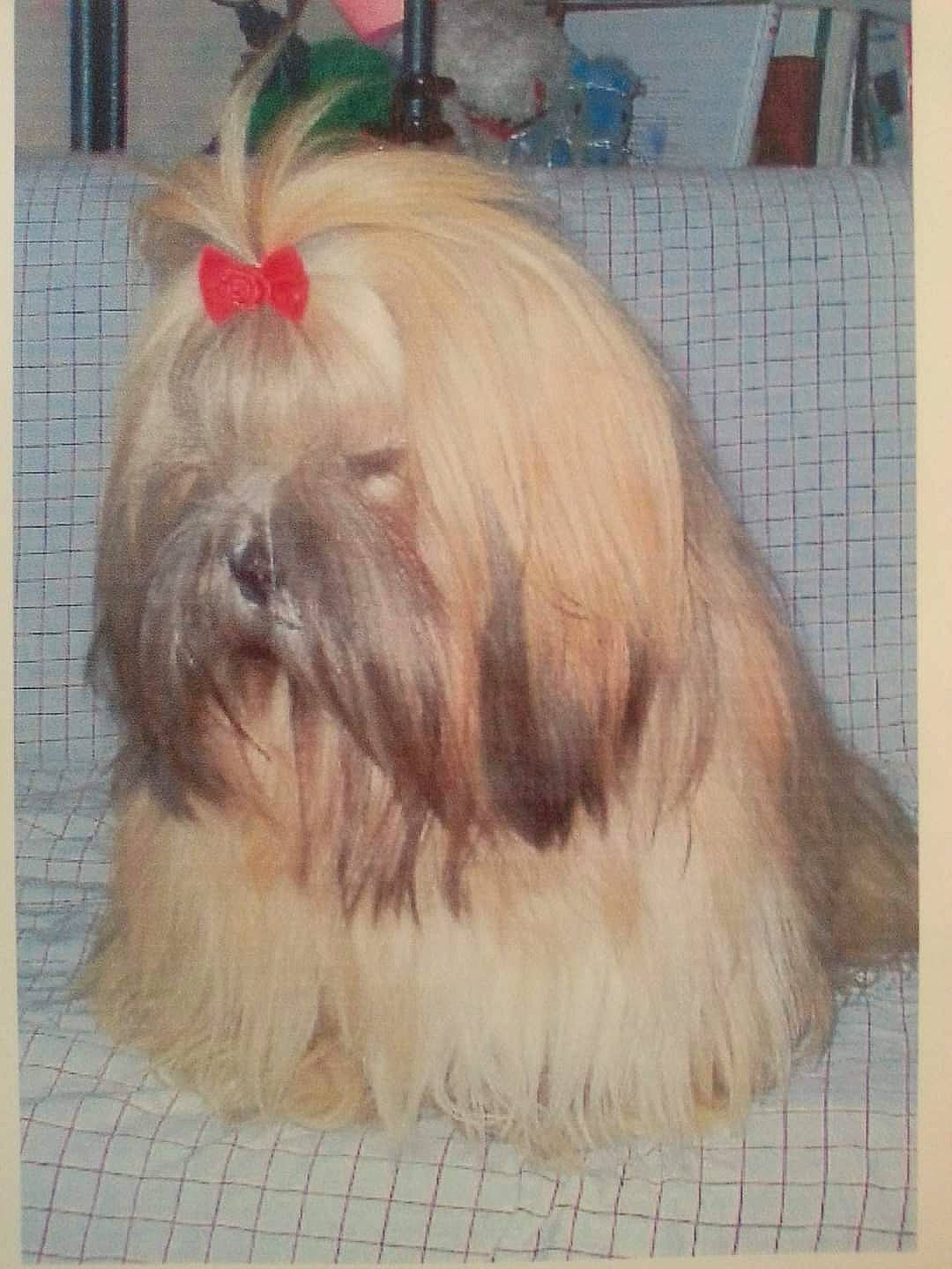 Abba participe au concours pour gagner de l'argent avec cette photo : canidae, carnivore, companion_dog, dog, dog_breed, dog_supply, fawn, fur, liver, mal_shi, maltepoo, natural_material, shih_tzu, small_terrier, snout, sporting_group, terrestrial_animal, terrier, toy_dog, working_animal