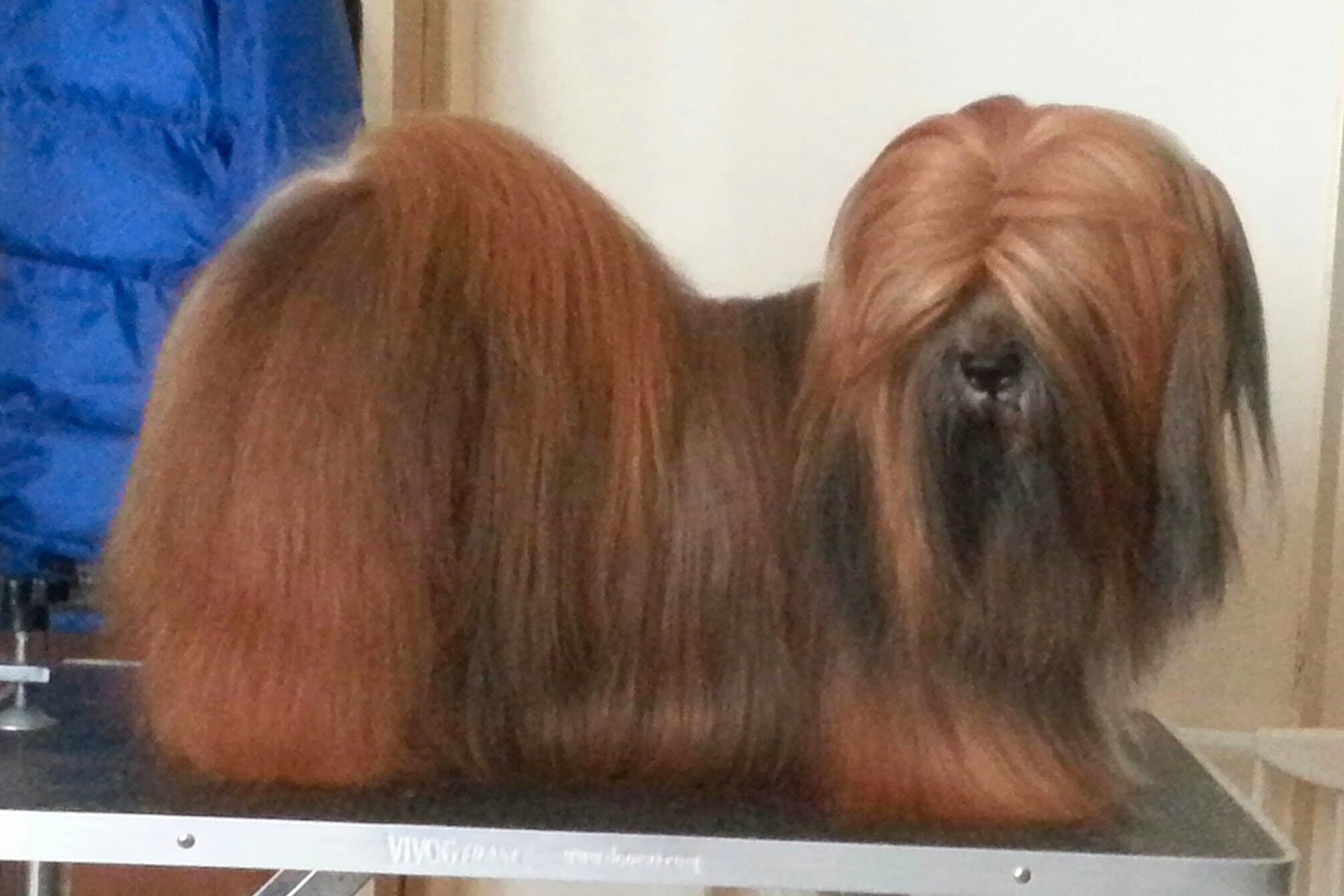 Héry Des Lhassas D'Amour participe au concours pour gagner de l'argent avec cette photo : ancient_dog_breeds, canidae, carnivore, companion_dog, dog, dog_breed, fawn, lhasa_apso, liver, lowchen, mammal, non_sporting_group, shih_tzu, tibetan_terrier, toy_dog, vertebrate
