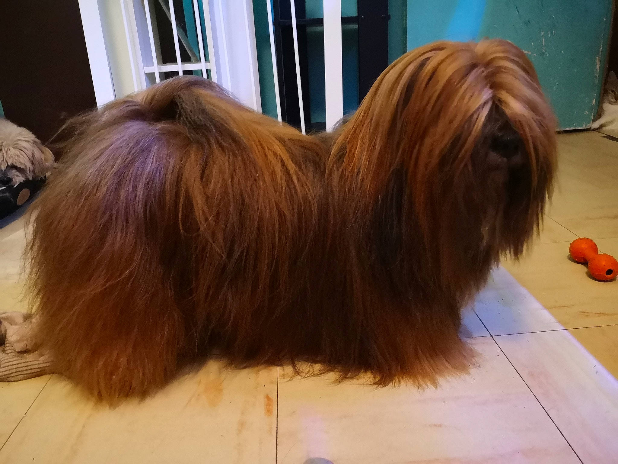 Héry Des Lhassas D'Amour a rejoint le concours — aidez-le/la à gagner de superbes lots ! australian_silky_terrier, bearded_collie, canidae, caramel_color, carnivore, companion_dog, dog, dog_breed, fawn, lhasa_apso, liver, mammal, shih_tzu, tibetan_terrier, toy_dog, vertebrate
