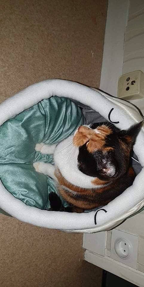 Juliette participe au concours pour gagner de l'argent avec cette photo : carnivore, cat, cat_supply, comfort, companion_dog, couch, dog, dog_breed, domestic_short_haired_cat, fawn, felidae, fur, pet_supply, room, small_to_medium_sized_cats, snout, sporting_group, tail, whiskers, window