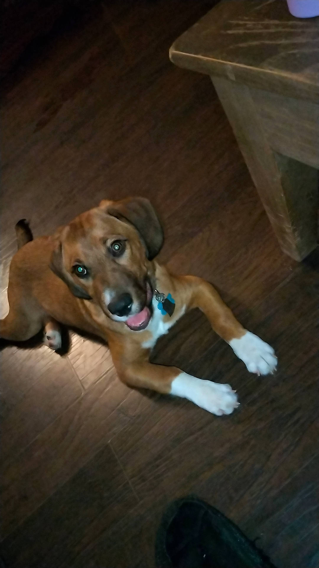 Benji is registered to the contest to win money with this photo: canidae, carnivore, companion_dog, dog, dog_breed, dog_supply, fawn, flooring, hardwood, pet_supply, sporting_group, tail, wood, working_animal