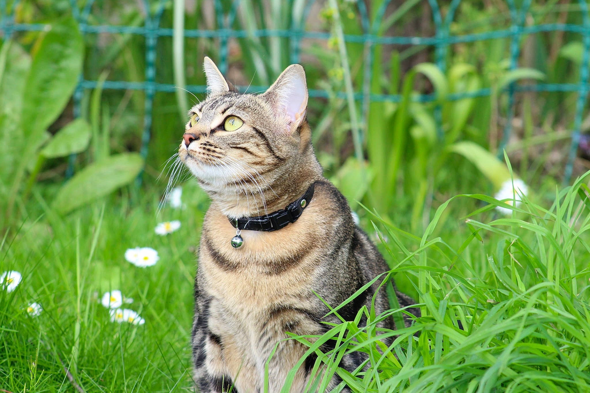 Ulyssia participe au concours pour gagner de l'argent avec cette photo : carnivore, cat, collar, domestic_short_haired_cat, fawn, felidae, flower, fur, garden, grass, grass_family, grassland, groundcover, herbaceous_plant, plant, small_to_medium_sized_cats, snout, tail, terrestrial_animal, whiskers