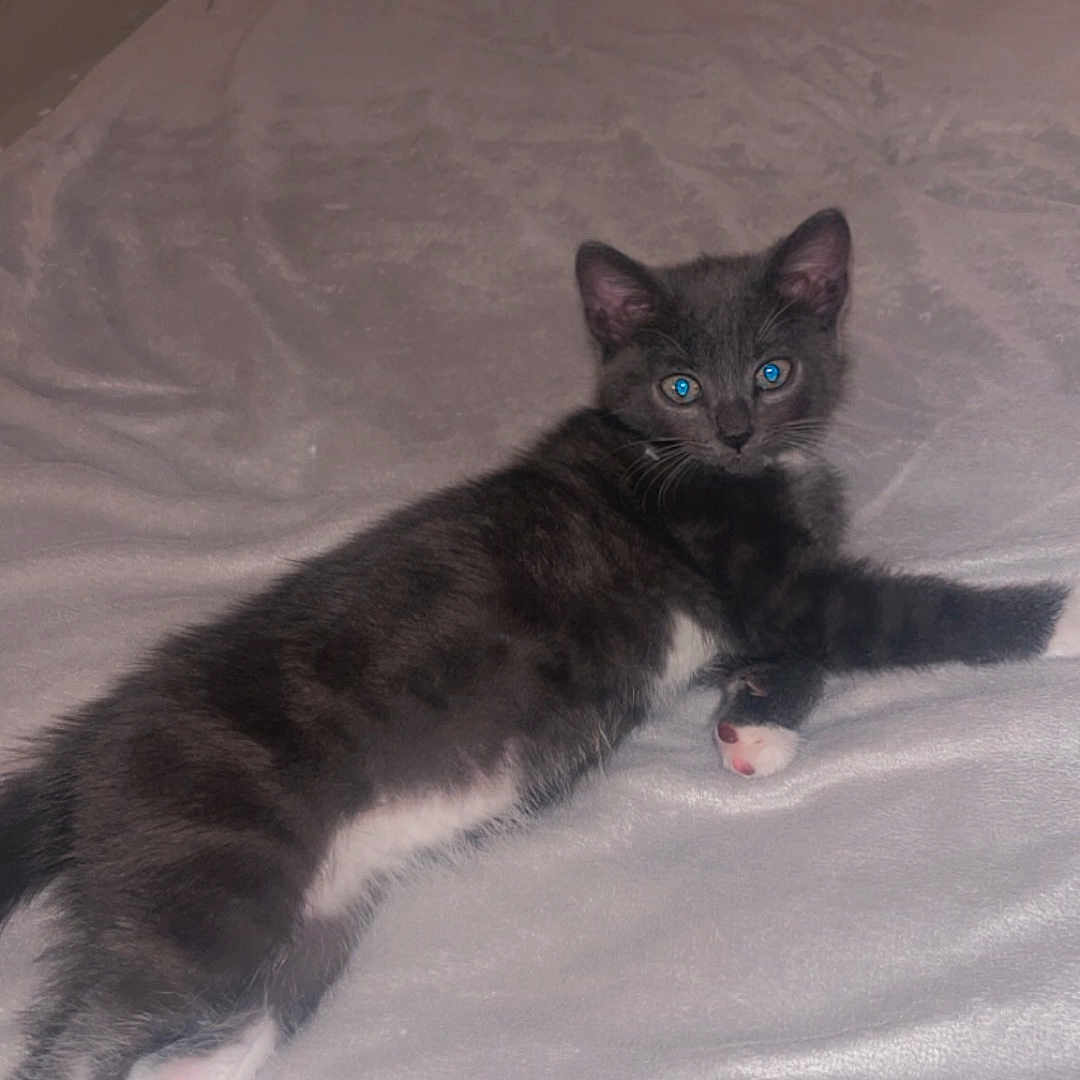 Blue joined the competition — help win amazing prizes! abyssinian, animal, bed, bedroom, blanket, cat, couch, cushion, furniture, homedecor, indoors, kitten, linen, manx, pet, plywood, quilt, room, siamese, wood