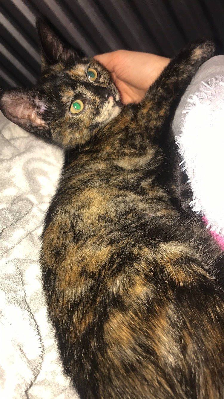 Bella joined the competition — help win amazing prizes! asian, carnivore, cat, domestic_short_haired_cat, dragon_li, european_shorthair, eye, felidae, fur, german_rex, kitten, small_to_medium_sized_cats, tabby_cat, tail, whiskers