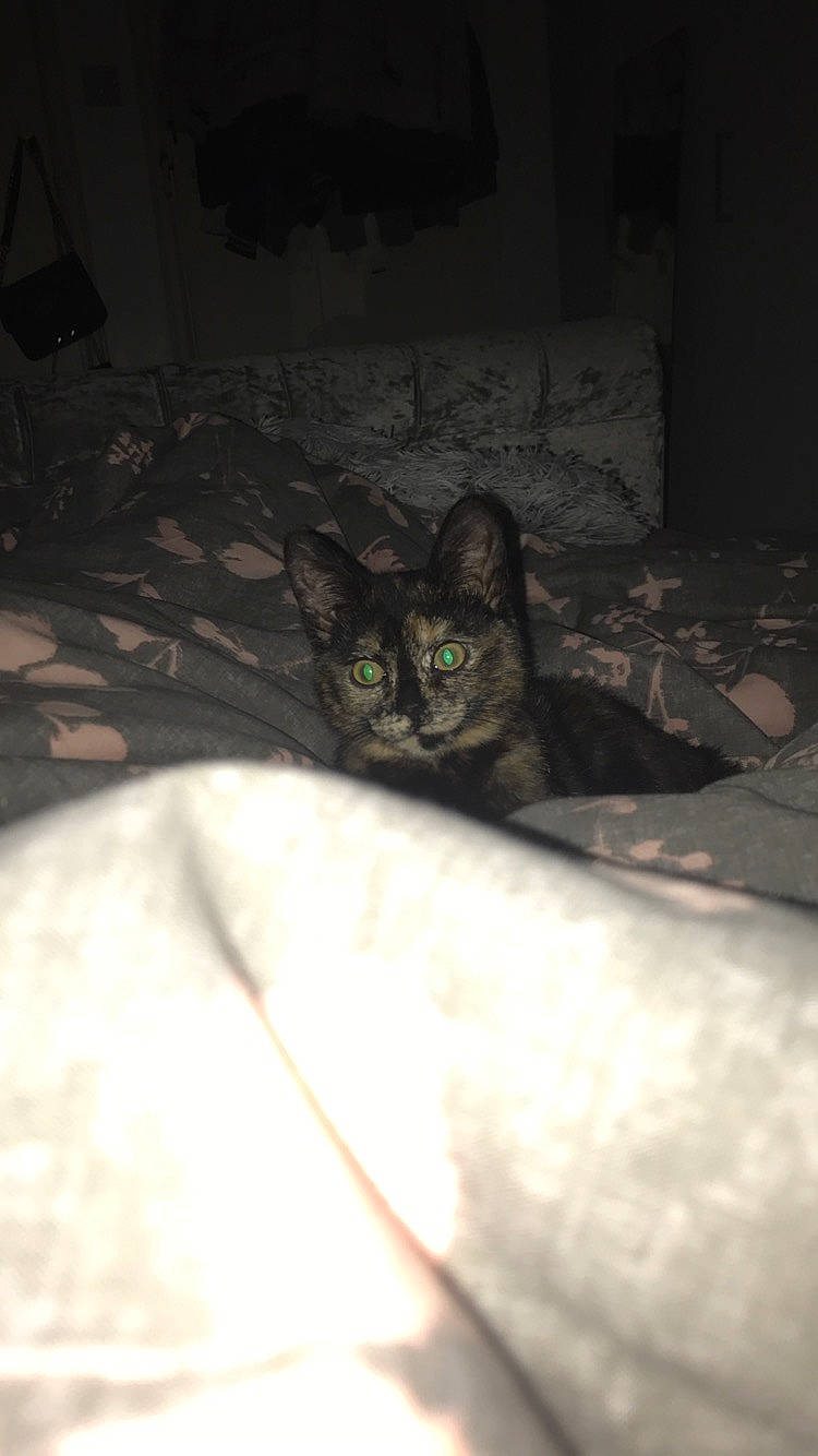 Bella is registered to the contest to win money with this photo: asian, black, black_cat, carnivore, cat, domestic_short_haired_cat, european_shorthair, eye, felidae, ojos_azules, polydactyl_cat, small_to_medium_sized_cats, tail, whiskers