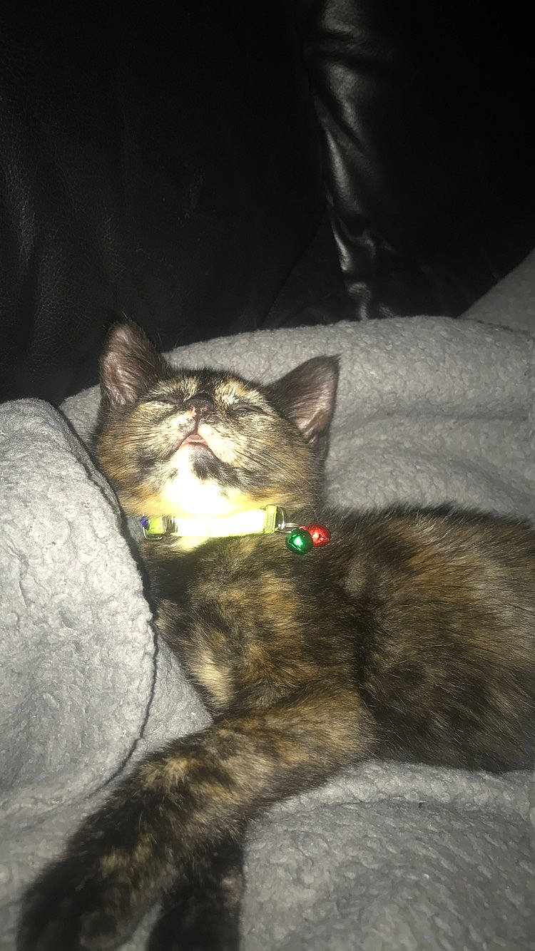 Bella joined the competition — help win amazing prizes! carnivore, cat, domestic_short_haired_cat, ear, european_shorthair, felidae, german_rex, kitten, sleep, small_to_medium_sized_cats, tabby_cat, tail, whiskers