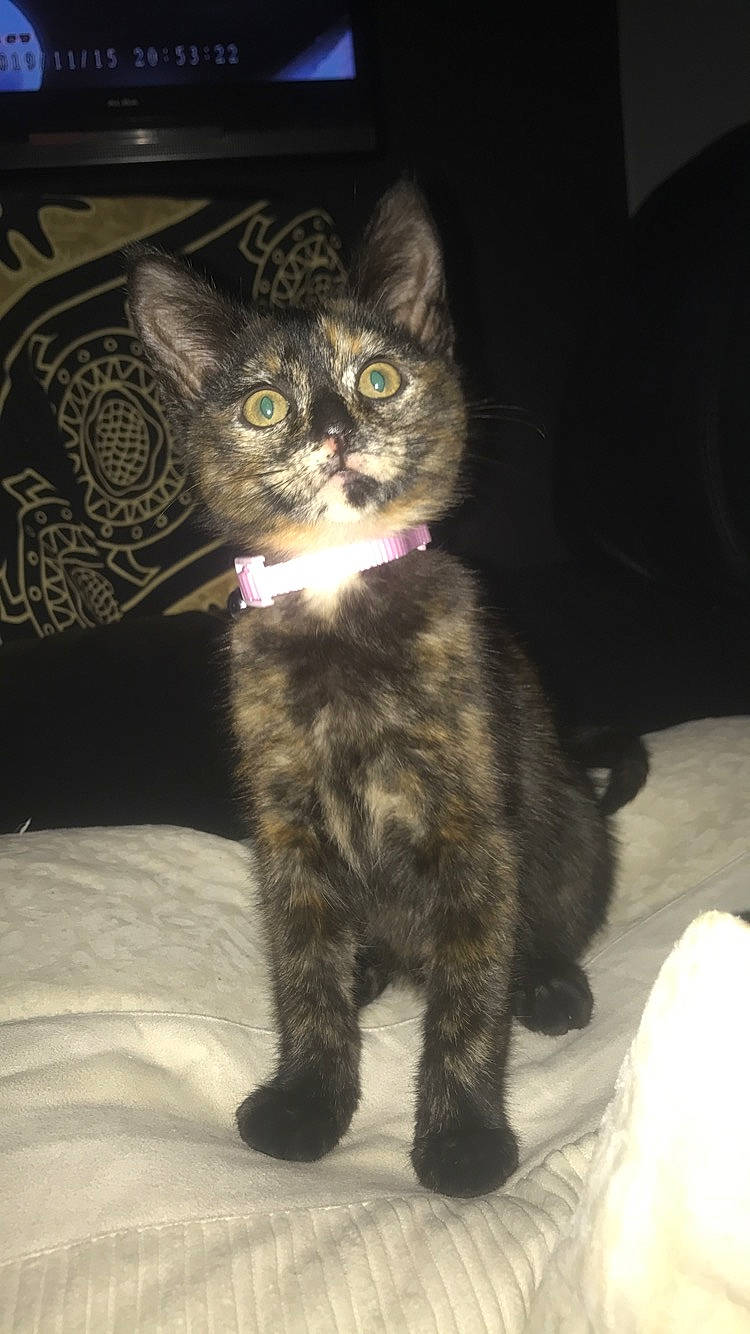 Bella joined the competition — help win amazing prizes! asian, black_cat, california_spangled, carnivore, cat, domestic_short_haired_cat, european_shorthair, eye, felidae, fur, german_rex, kitten, mammal, ojos_azules, polydactyl_cat, small_to_medium_sized_cats, snout, tail, vertebrate, whiskers