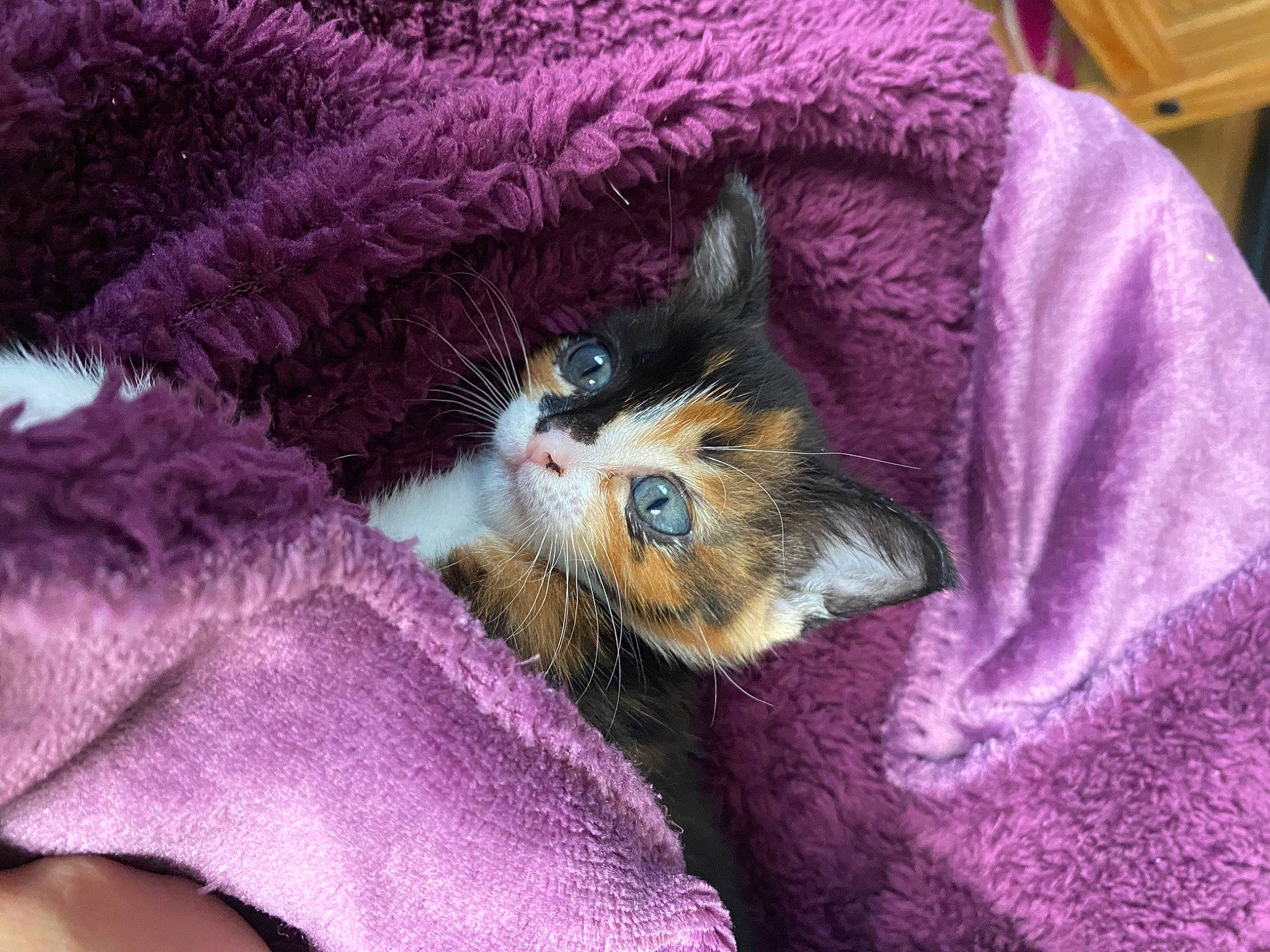 Coco is registered to the contest to win money with this photo: carnivore, cat, fawn, felidae, fur, kitten, polydactyl_cat, purple, small_to_medium_sized_cats, textile, whiskers