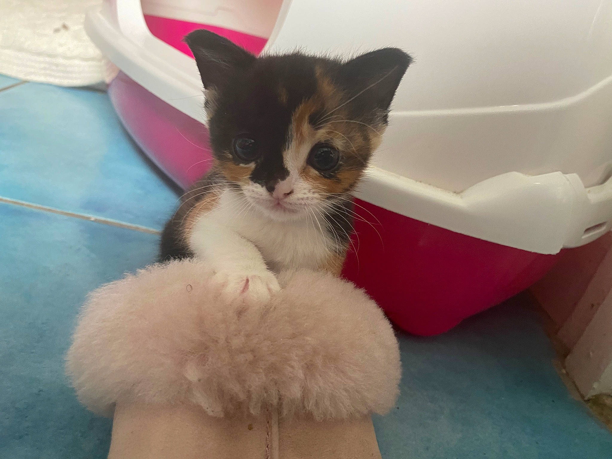 Coco is registered to the contest to win money with this photo: aegean_cat, carnivore, cat, domestic_short_haired_cat, fawn, felidae, fur, kitten, polydactyl_cat, skin, small_to_medium_sized_cats, tail, turkish_van, whiskers