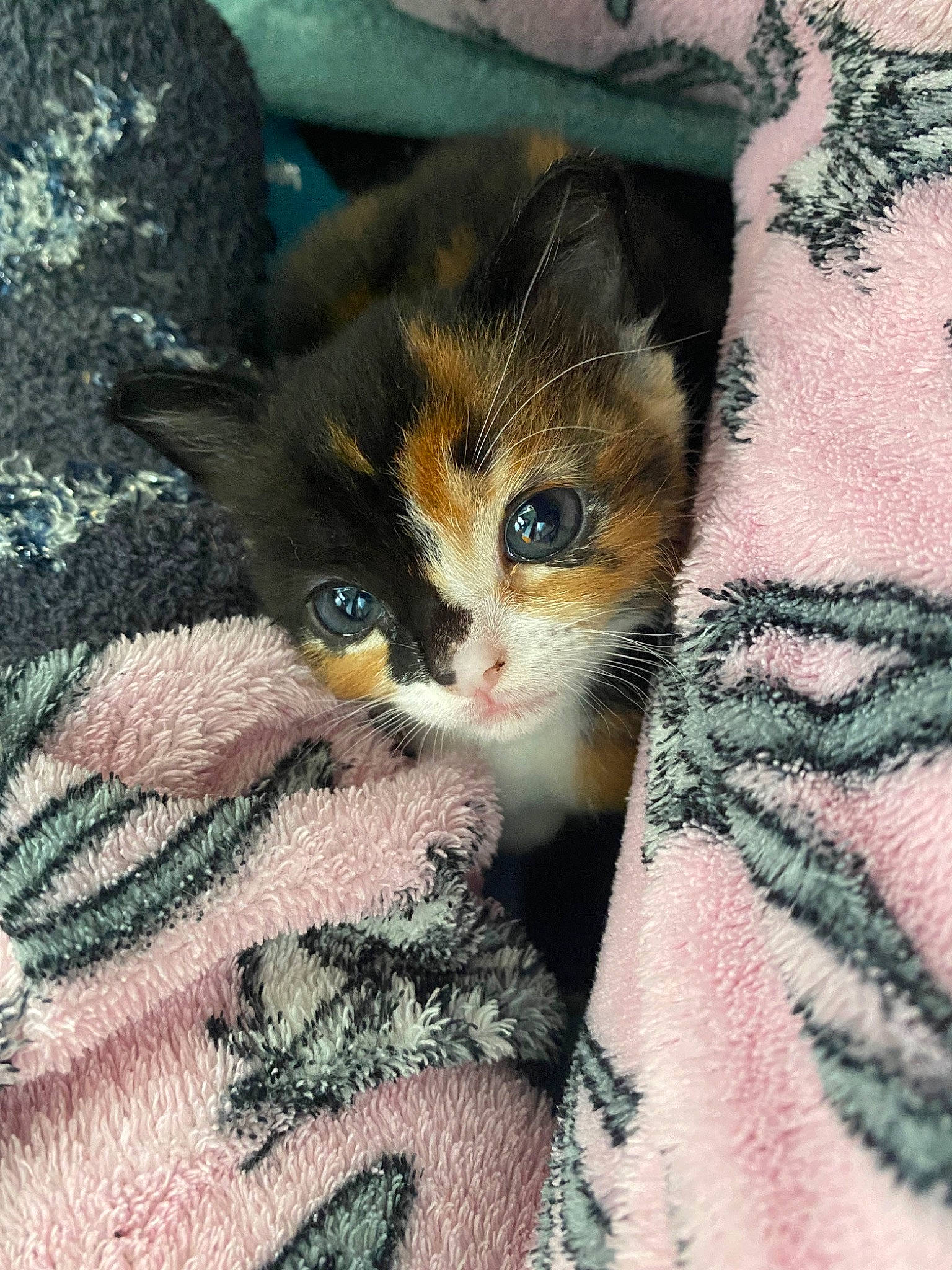 Coco joined the competition — help win amazing prizes! carnivore, cat, domestic_short_haired_cat, european_shorthair, fawn, felidae, fur, german_rex, kitten, polydactyl_cat, small_to_medium_sized_cats, textile, whiskers