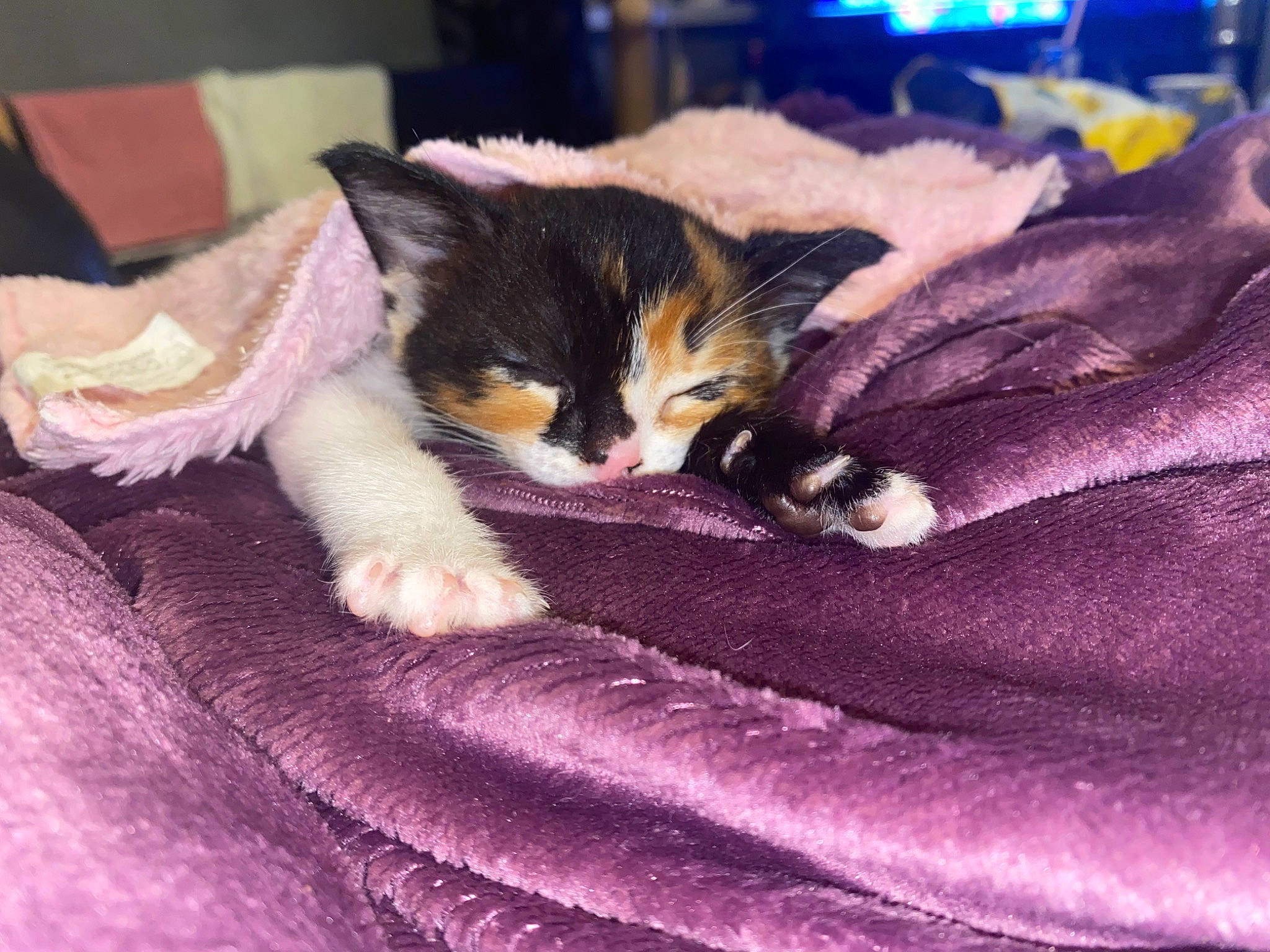 Coco joined the competition — help win amazing prizes! american_wirehair, bed, carnivore, cat, claw, domestic_short_haired_cat, european_shorthair, felidae, fur, kitten, nap, paw, polydactyl_cat, sleep, small_to_medium_sized_cats, whiskers