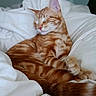 bed, bedding, cat, cats, cozy, cuddling, feline, fur, indoors, kitten, orange_tabby, pet, portrait, relaxed, resting, sleeping, sleepy, snuggling, whiskers, white_sheets